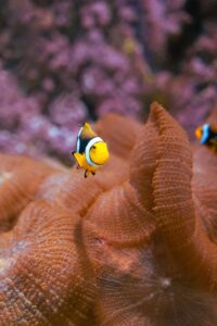 Close-up of a colorful clownfish amidst vibrant coral underwater, showcasing marine wildlife beauty.
