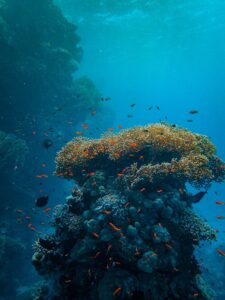 Colorful coral reef teeming with marine life in clear blue waters.